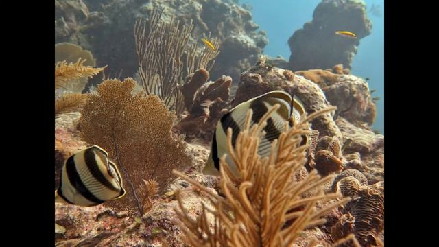 Diving in Mexico смотреть онлайн