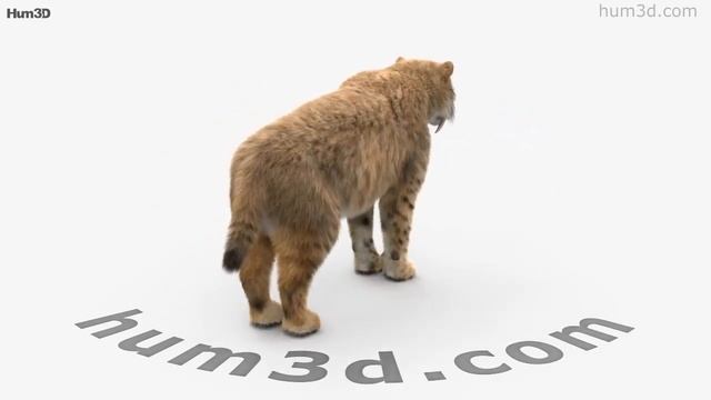 Saber-Toothed Tiger 3D model by 3DModels.org смотреть онлайн