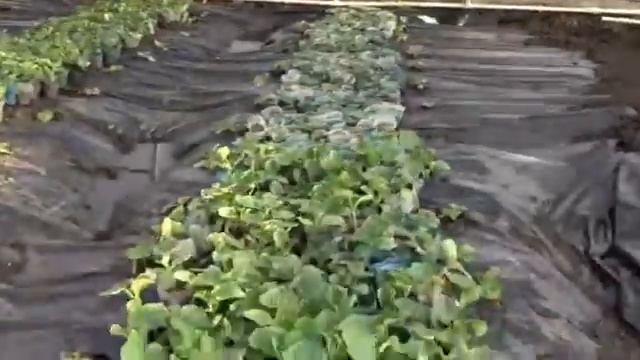 Рассада огурцов. "Зеленый Луч" - Тепличный комплекс смотреть онлайн