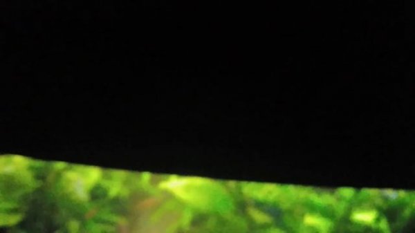 JEBO 100 L/барбусятник , практически победа над диатомкой !!!