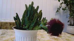 Стапелия ( Орденская Звезда ) - Уход и Размножение Суккулента  . Как добиться регулярного цветения.