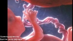 Хомилани биринчи кимирлаши хакида