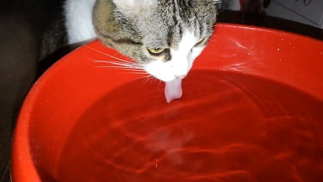 Кошка пьёт воду смотреть онлайн