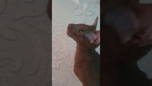 кошка разговаривает😉 смотреть онлайн
