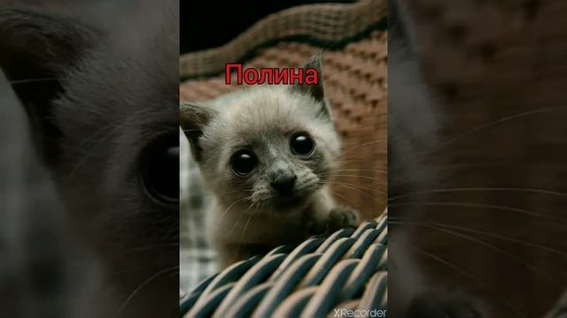 Какое твоё имя ,такое ты и животное.🌞