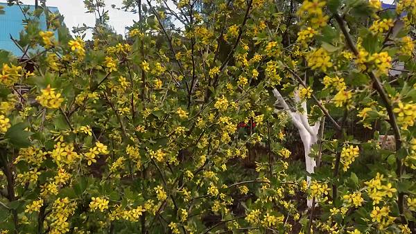 Кустарники, которые и декоративны, и съедобны. Часть 4. Золотистая смородина.