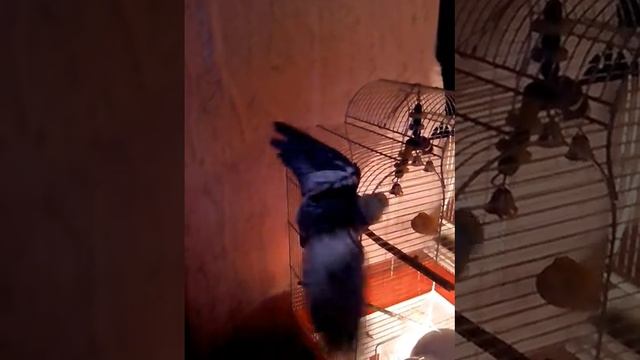 Попугай моется