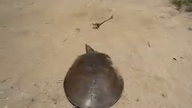 Очень быстрая черепаха смотреть онлайн