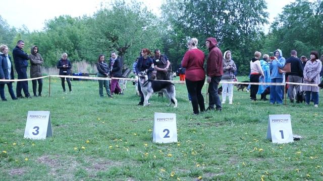 25.05.2022 Моно ВЕО Челябинск Класс открытый кобели