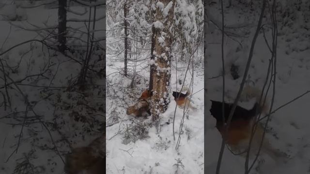 Атас гоняет Енотовидную собаку. смотреть онлайн
