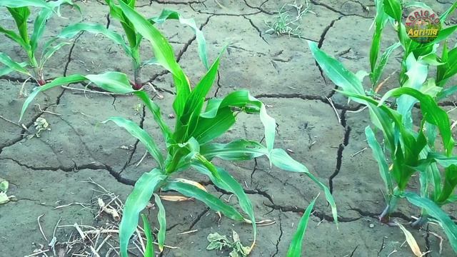 How to mieze a insect makka me gidar ko kese bhga de kon se daba lgaye kheti #agrigao #maizecrop смотреть онлайн