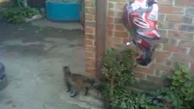 живодерство смотреть онлайн