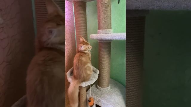 Наконец-то комплекс для кошек готов.#мейнкун #лили смотреть онлайн