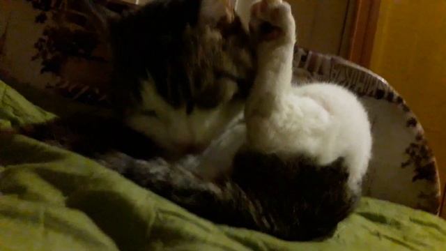 мой котик кеша, юки потом покажу 26 марта😘🐱 смотреть онлайн