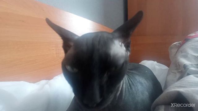 фараон и шихарезада смотреть онлайн