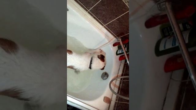 Собака моет ванну смотреть онлайн