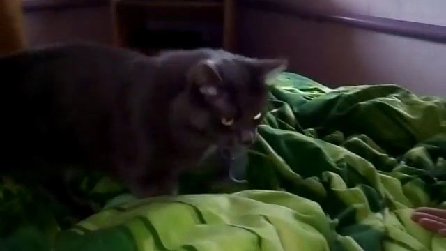 Кот Василий Баскервилей приносит мышь смотреть онлайн
