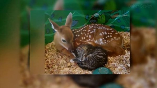 Unbelievable Unlikely Animal Friendships Compilation | 4K