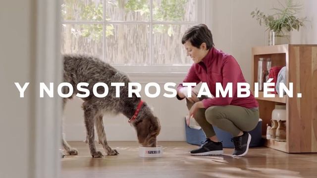 Purina® México para perros adultos mayores смотреть онлайн
