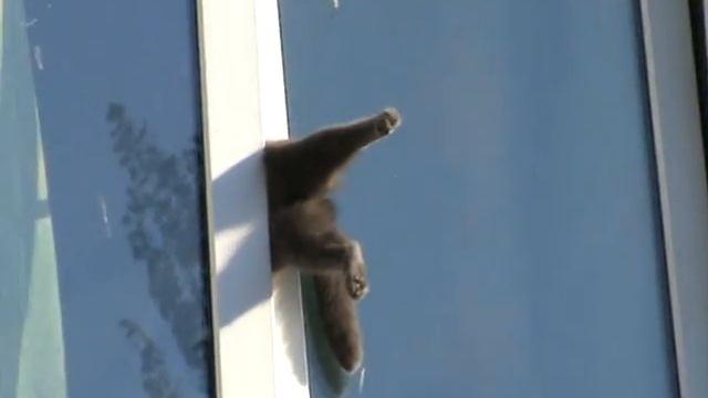 Кот застрял в окне смотреть онлайн
