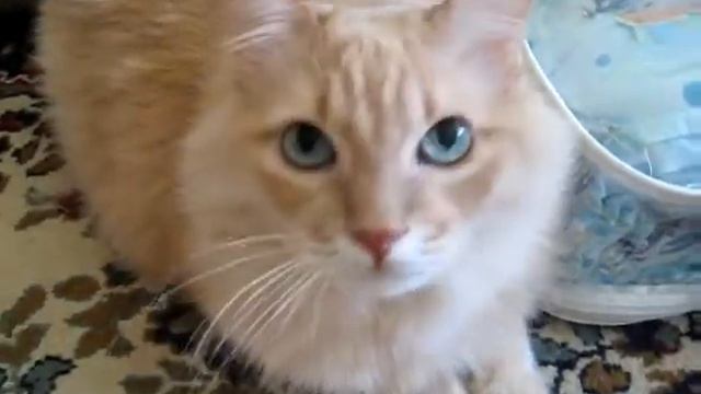 КОТЭ смотреть онлайн