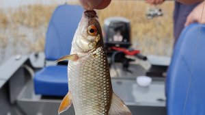 Открытие сезона 2023, доработки. Swimmer 370 Hidea 9.9-20