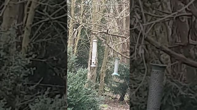 птичье царство в нашем лесу смотреть онлайн