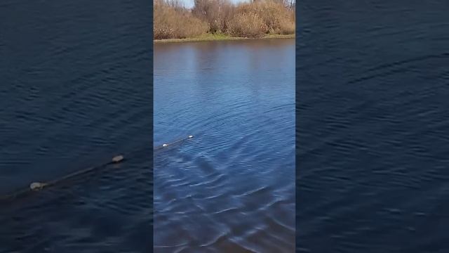 РЫБАЛКА ПРОДОЛЖАЕТСЯ  ЛОВИМ ЩУЧКУ,, Бреднем,,