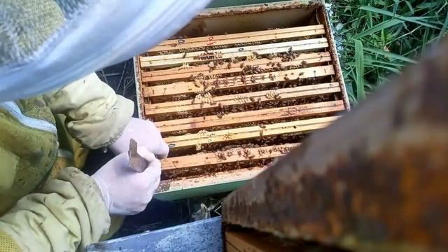 استعدادات قبل موسم الفيض في المنحل متابعينا في إيطاليا смотреть онлайн