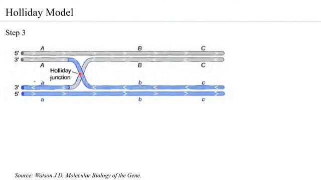 Homologous Recombination (Holliday Junction)