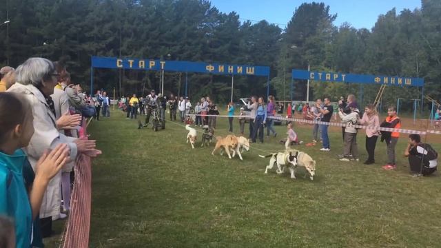 Бесснежный заезд на собаках в Красноярске Драйленд 2016 смотреть онлайн
