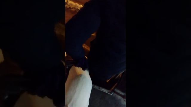 Пушистые глазки .Собака -поводырь тренировка в трамваях
