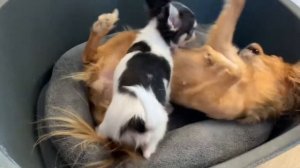 Чужих детей не бывает! Ажур и Даша