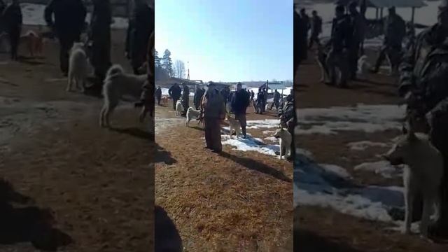 Выставка Гая и его сестры Рады смотреть онлайн