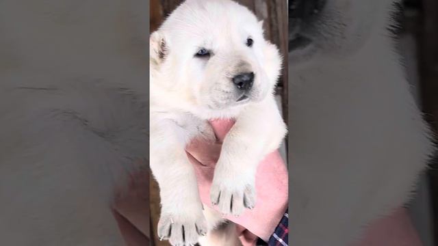 Щенки #среднеазиатскаяовчарка #алабай из питомника Аз марал Ульяновск 89278137957 ватсап смотреть онлайн