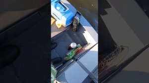 Кокпит в лодке Swimmer 400 Z