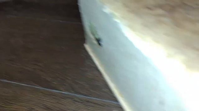 Дегусы на прогулке по кухне.