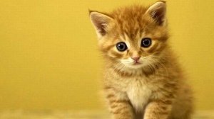 Музыка захватывающая дух. Настоящий хит! Слушать!