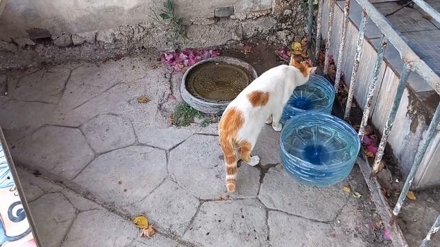 Коты и кошки / Türkiye смотреть онлайн