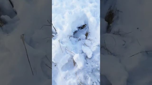 Работа спаниеля. Охота.