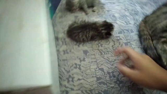 мои котята ему 8 дней смотреть онлайн