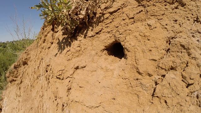 Щурка золотистая 14 124 Денисово 2014 07 19 Нора днем без подлетов