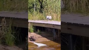 Бамбуль купается. Фиксай и Лиана