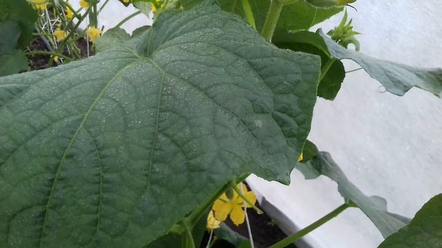 Формирование и обработка огурца смотреть онлайн