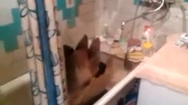 собака зависла смотреть онлайн