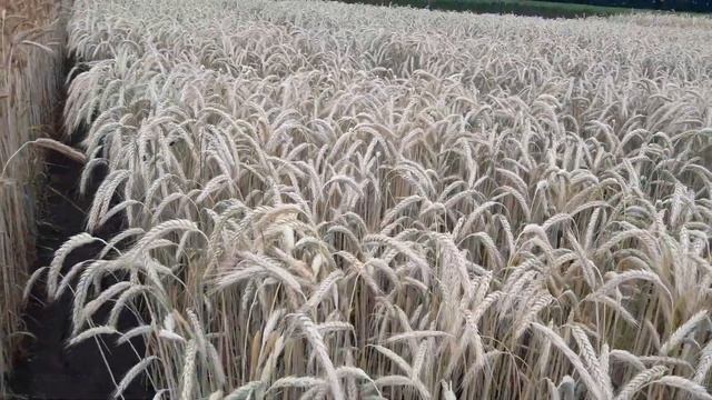 Огляд сортів тритикале озимого на полігоні в Інституті рослинництва ім. В. Я. Юр'єва смотреть онлайн