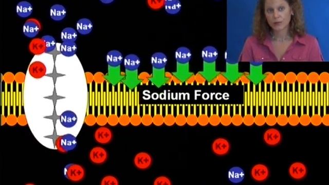 Intro to Endocrine Part 2 смотреть онлайн