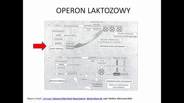 OPERON LAKTOZOWY - KOREPETYCJE z BIOLOGII - 102 смотреть онлайн