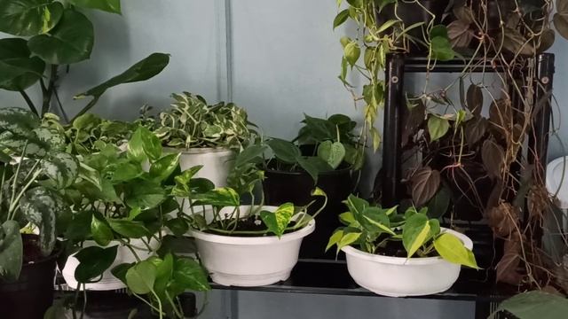 Pothos ( Epipremnun Pothos) ( Philodendron Pothos) ( Scindapsus Pothos) enkawl dan ... смотреть онлайн