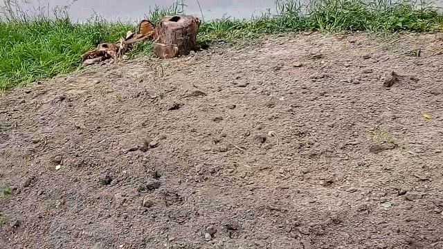 Выкорчевали пень от тополя смотреть онлайн
